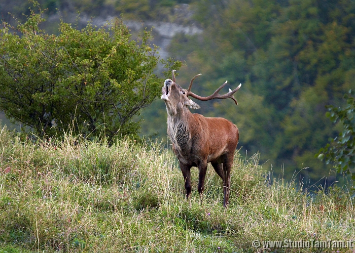 Cervo in bramito 2.jpg